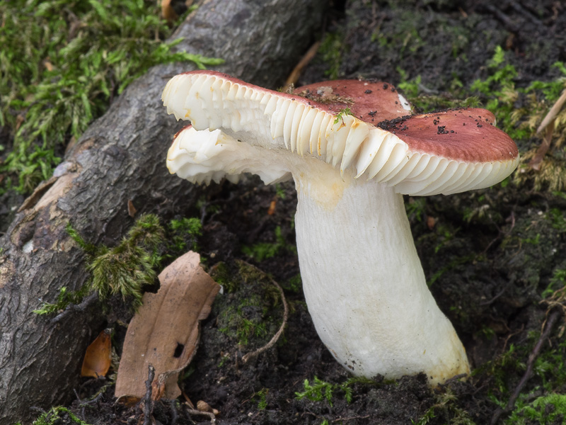 Russula melliolens